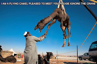 I am a flying camel pleased to meet you please ignore the crane