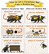 types of bees