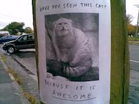 Have you seen this cat? Because it is awesome.